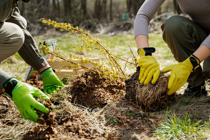 Hands planting a small seedling in soil Hands planting a small seedling in soil